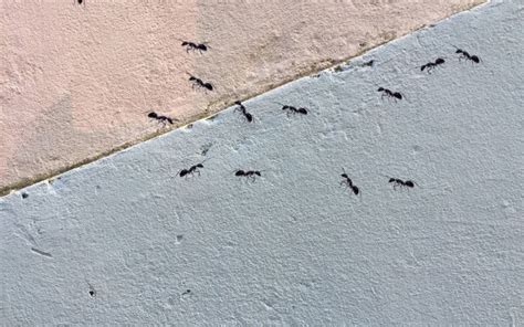 廁所突然很多螞蟻